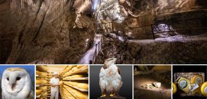 Aillwee Burren Experience