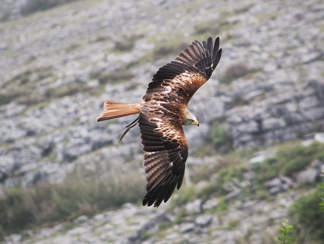 Burren Birds of Prey Centre: Discover Ireland's Majestic Raptors - Birds of  Prey US