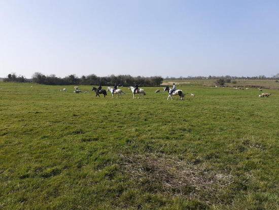 Enjoy horse riding in the meadows Castlefergus Riding Stables