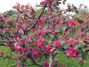 Irish Seedsavers Side Bar images