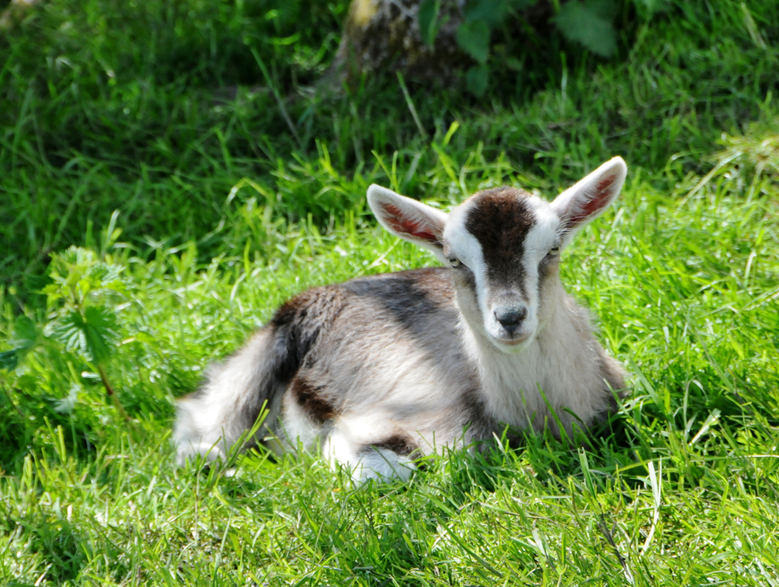 Pet farm animals at Moher Hill Open Farm