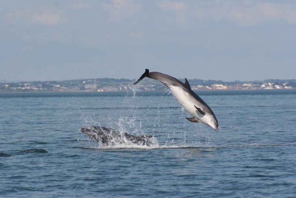 Experience Kilrush, West Clare - Experience a Shannon dolphin boat tour