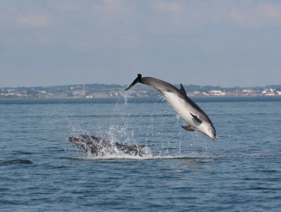 Discover Dolphins from Kilrush Marina