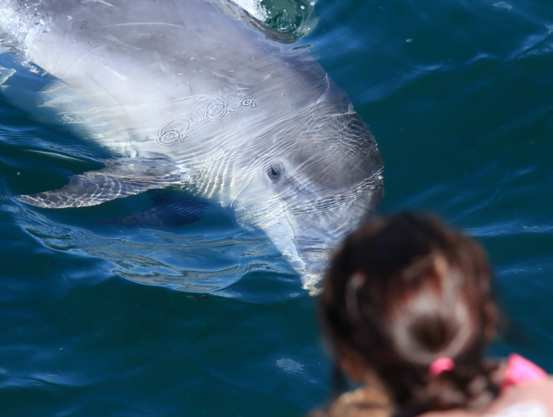 Dolphin Watch Sail/public | Sail Folly