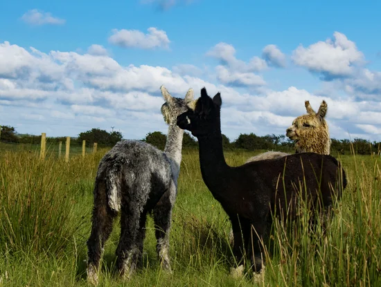 Go alpaca trekking with The Flying Alpaca